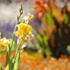 flowers and sun