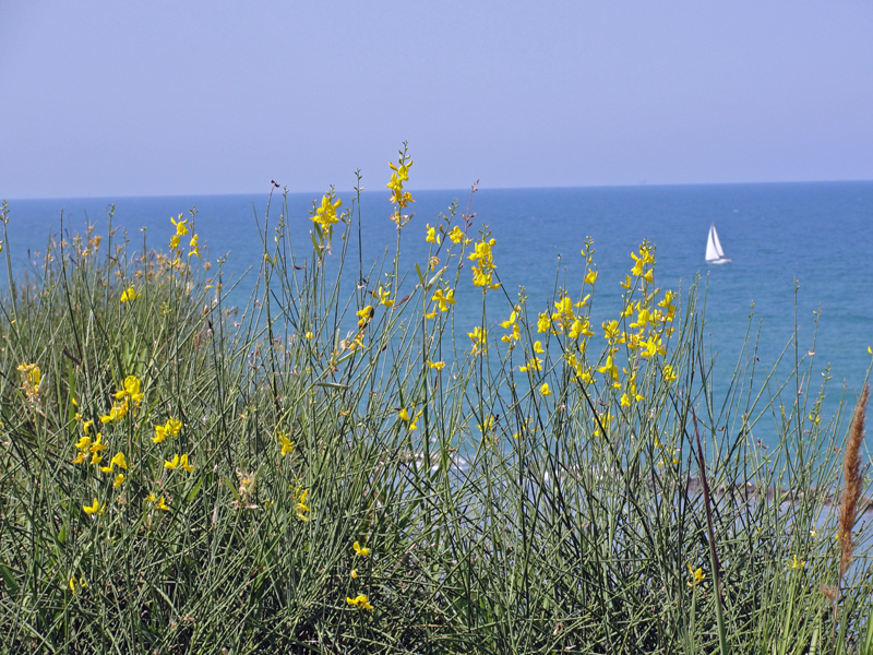 Flowers and the sea