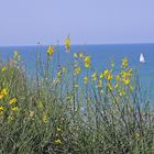 Flowers and the sea