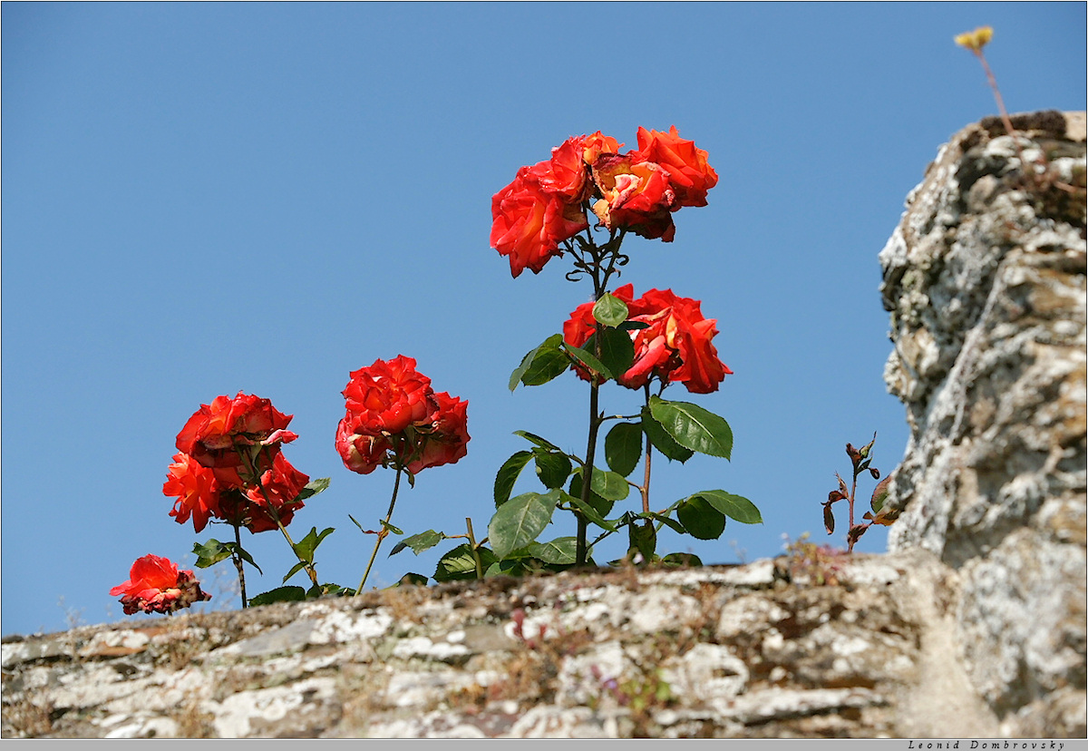 Flowers and the stone wall