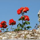 Flowers and the stone wall