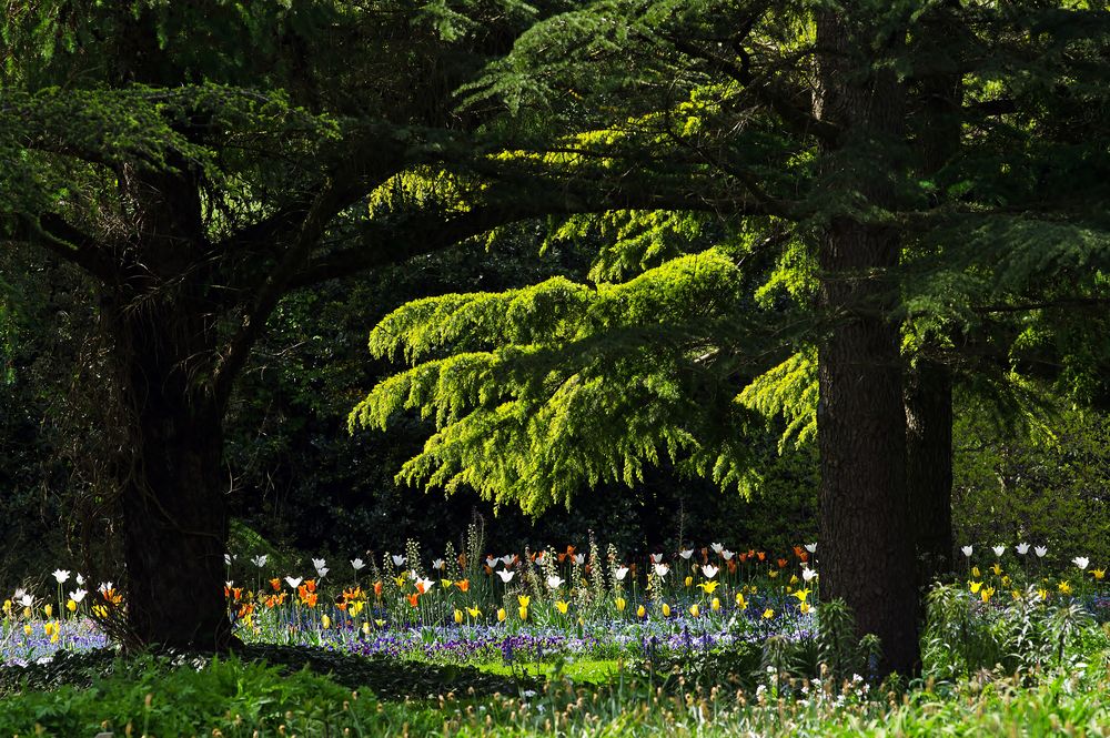 Flowers and trees.