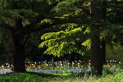 Flowers and trees.