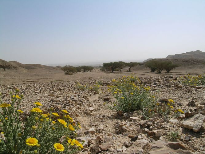 Flowers and Trees in the Desert