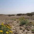 Flowers and Trees in the Desert