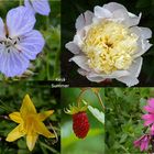 Flowers and wild strawberry