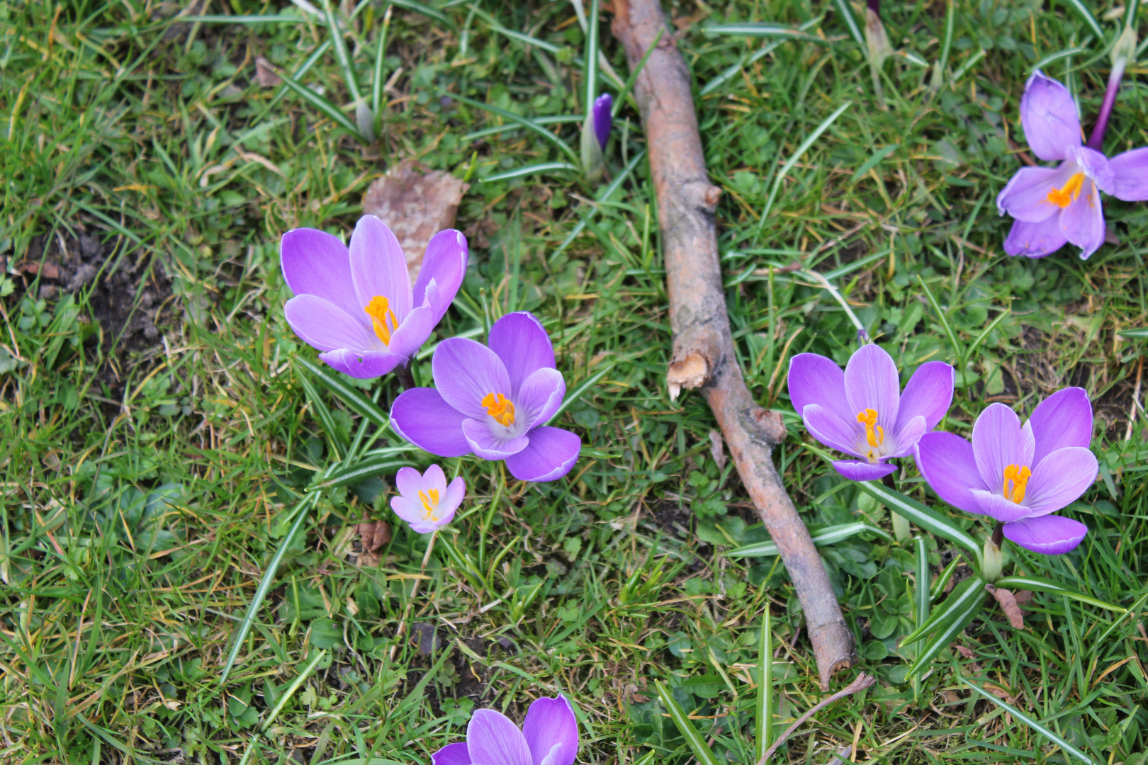 Flowers and Wood