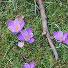 Flowers and Wood