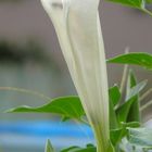 Flowers are buzzing with pollen