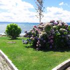 flowers at Bolsena lake