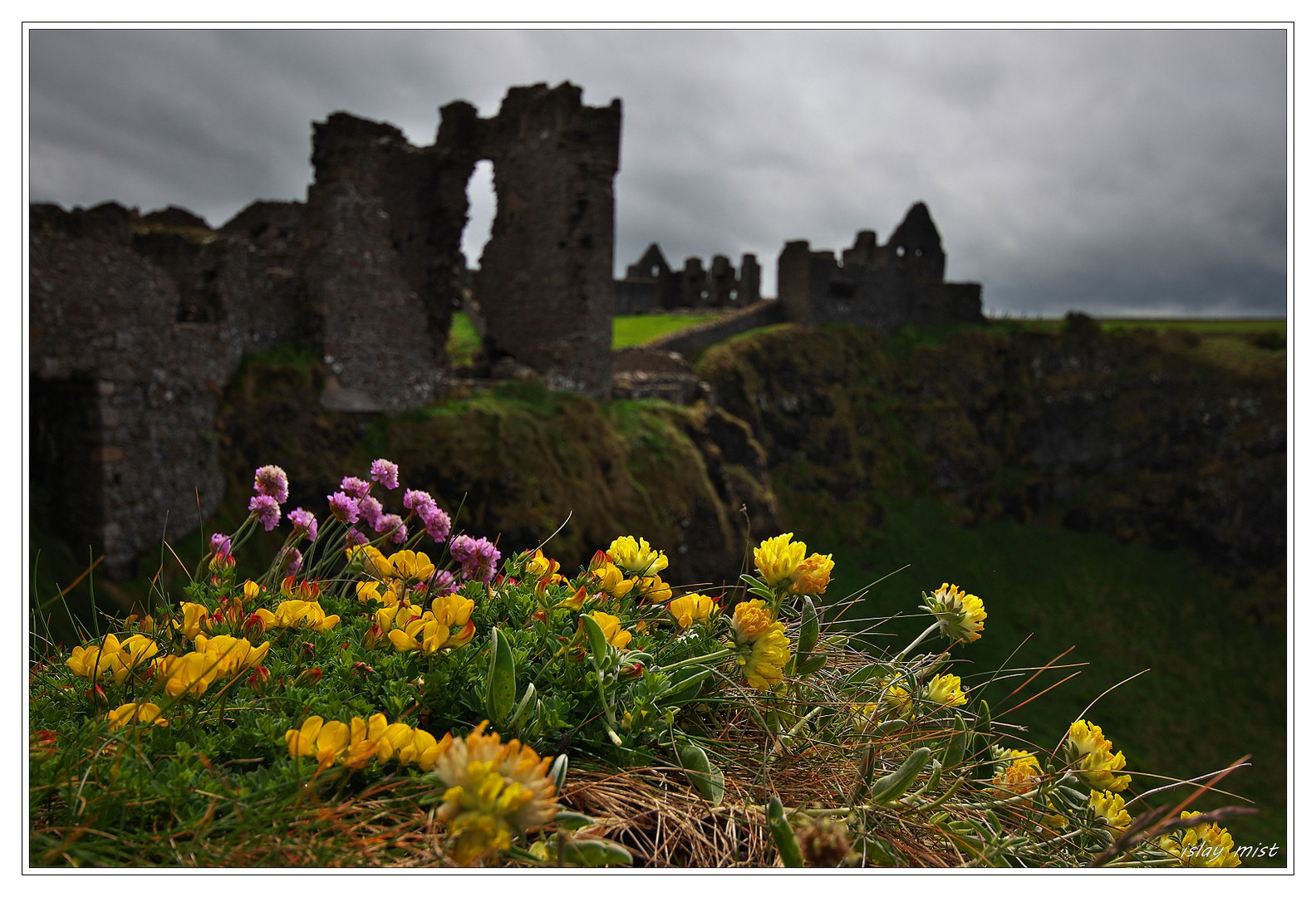 * Flowers at Dunluce Castle *