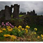 * Flowers at Dunluce Castle *