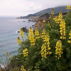 Flowers at highway no. 1