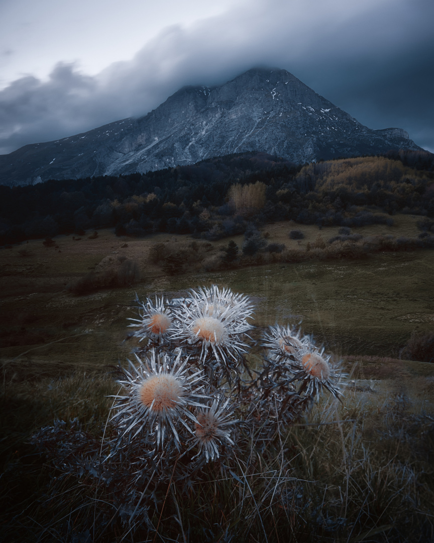 Flowers at Monte Vettore