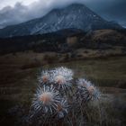 Flowers at Monte Vettore