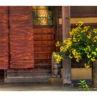 Flowers at storefront