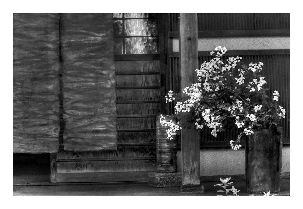 Flowers at storefront [B&W]