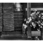 Flowers at storefront [B&W]