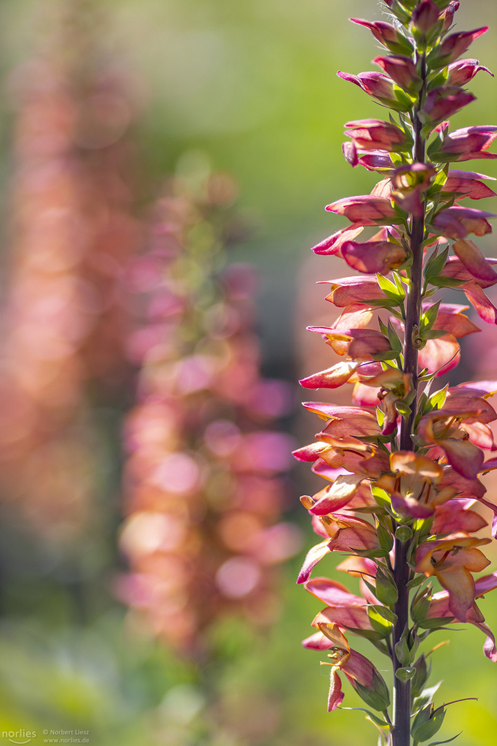 Flowers at summer day