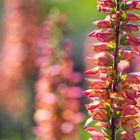 Flowers at summer day