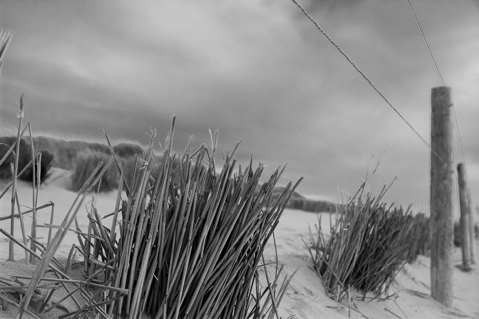 Flowers at the Beach