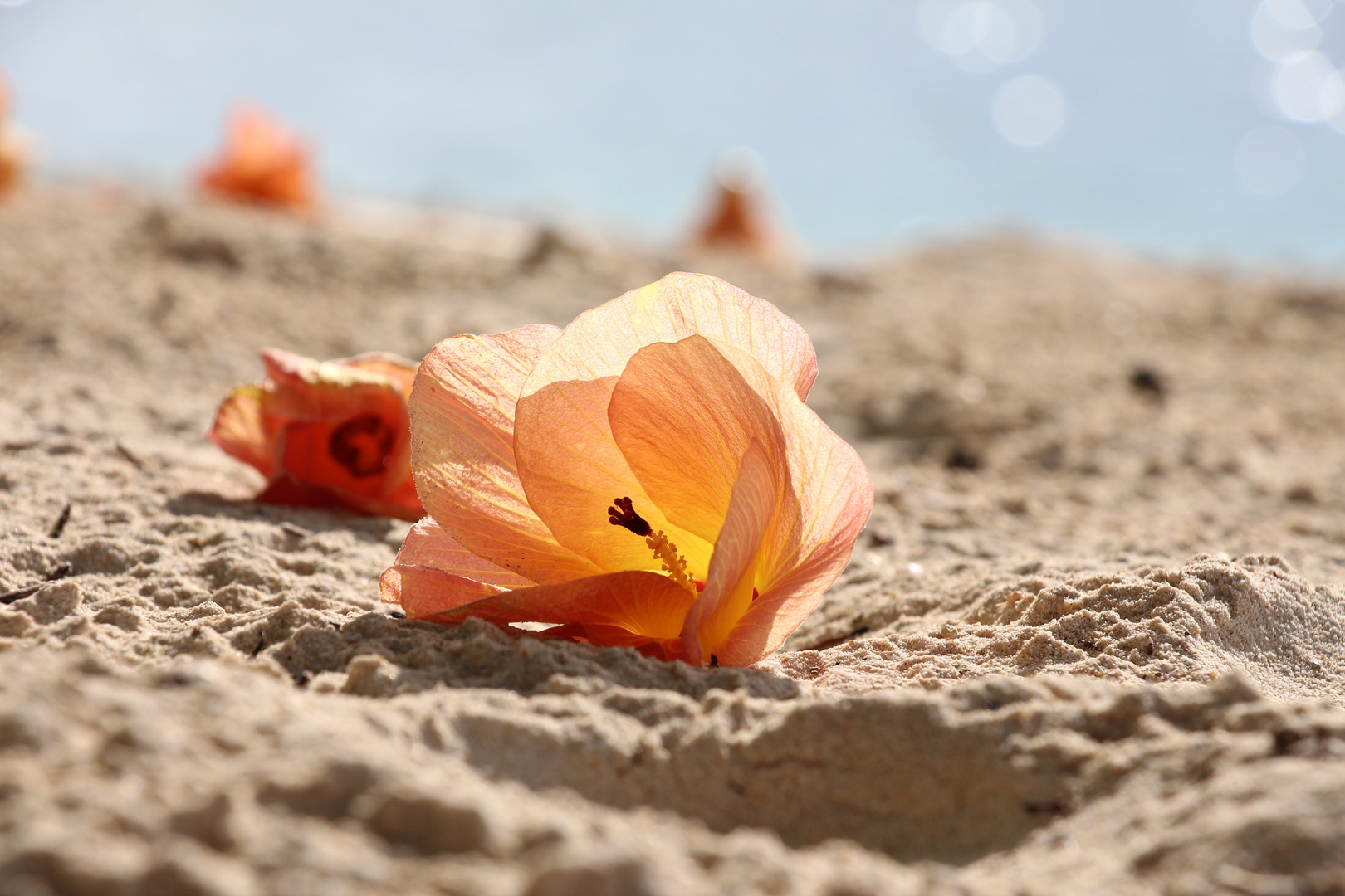 Flowers at the beach