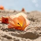Flowers at the beach