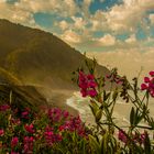 Flowers at the Pacific Coast Highway