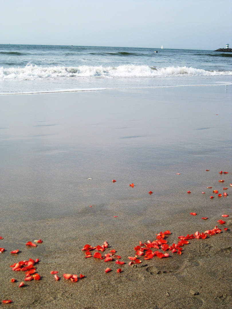 Flowers at the sea