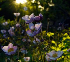 Flowers at the sunset in the summer