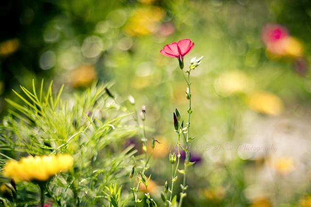 flowers