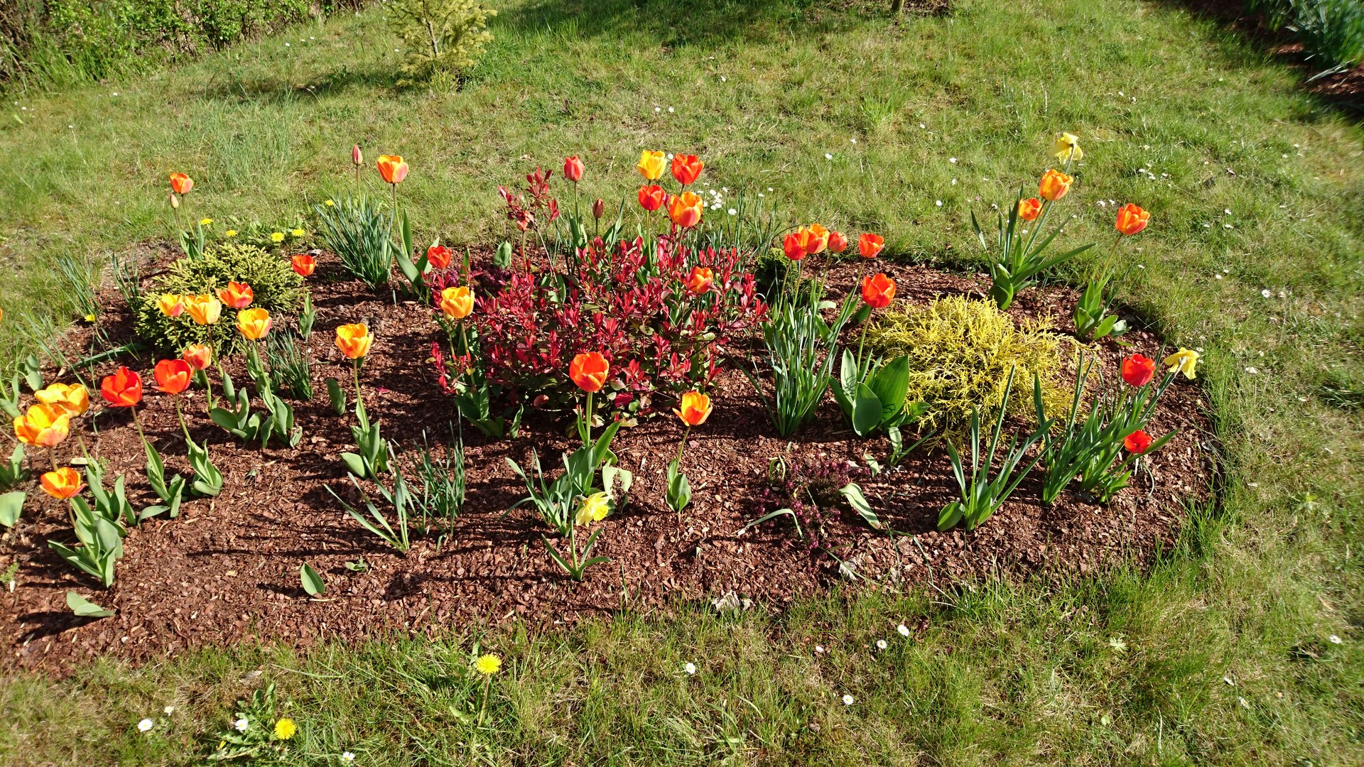 Flowers