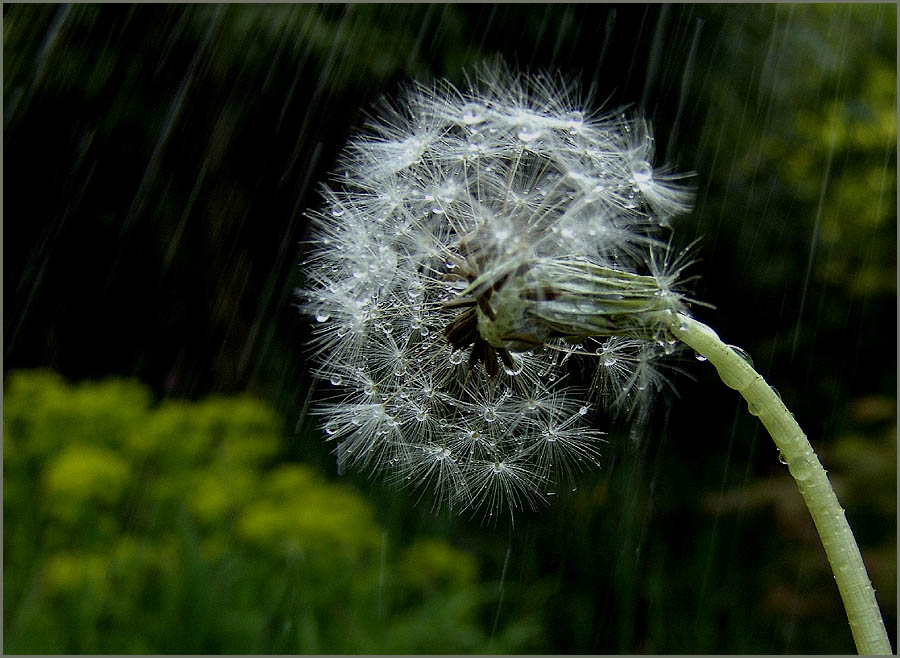 flowers bend with the rainfall . . .