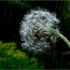 flowers bend with the rainfall . . .