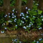 Flowers beneath the fence