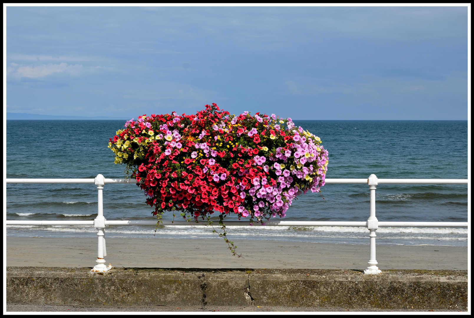 Flowers beyond Antrim Coast Road