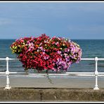 Flowers beyond Antrim Coast Road