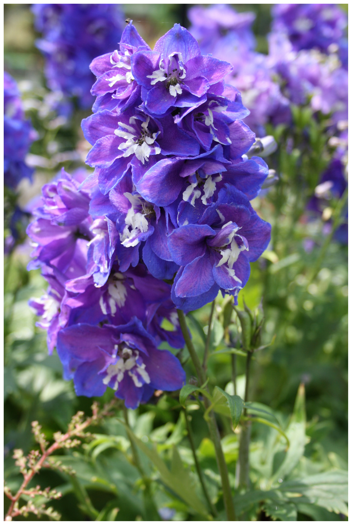 Flowers: Blaue Blume 1 - aka Delphinium