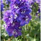 Flowers: Blaue Blume 1 - aka Delphinium