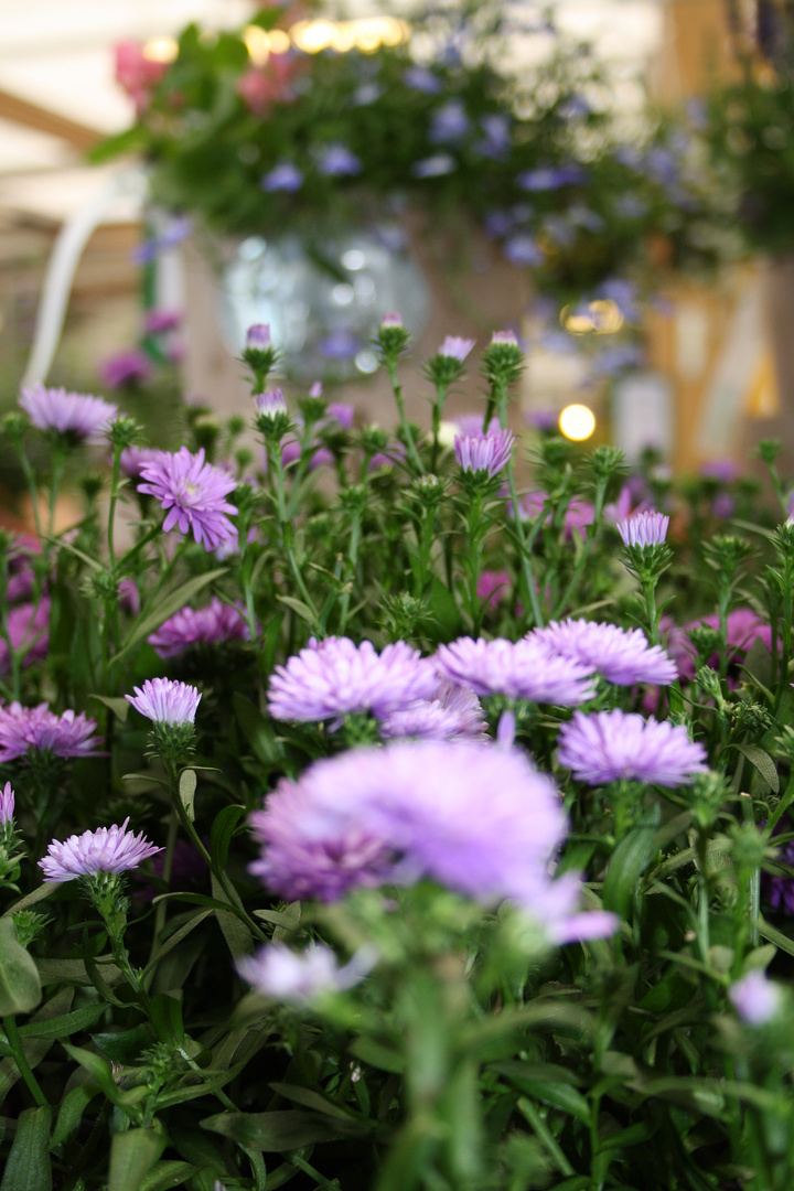 Flowers: Blue Marguerites