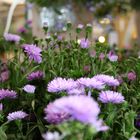 Flowers: Blue Marguerites