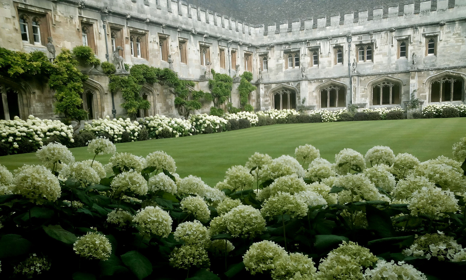 Flowers & Building