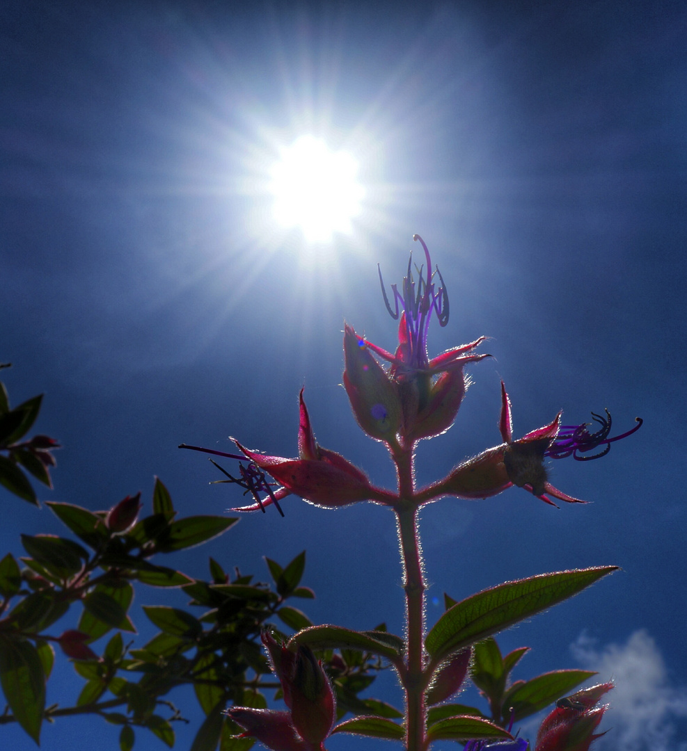 flowers by Andry