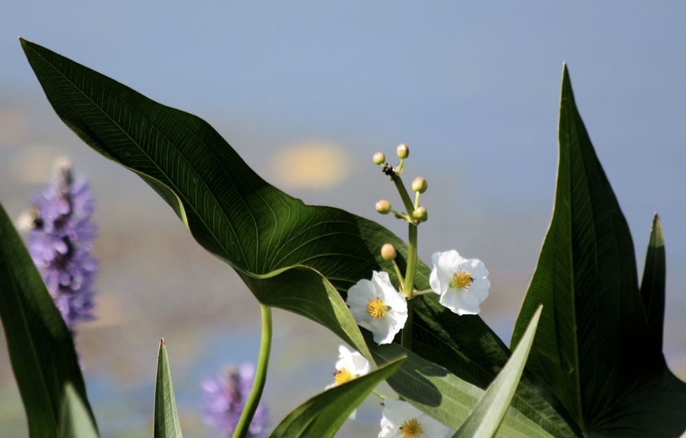 .flowers by the lake.