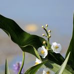 .flowers by the lake.