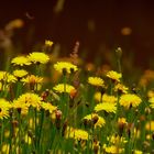 flowers by the river