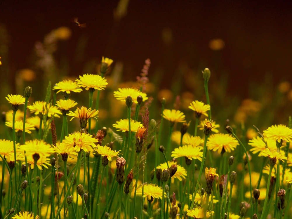 flowers by the river