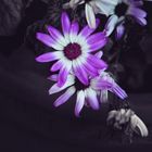 #flowers