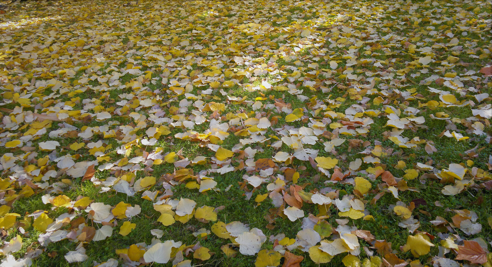 flowers carpet