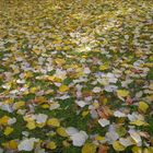 flowers carpet